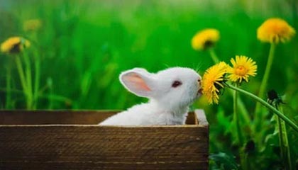 fb体育官网网页版-伊朗男足时隔12年重返奥运四分之一决赛，伊朗男足主场