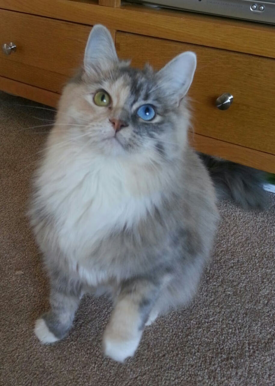 fb体育官网入口-篮球赛事现场直播互动平台用户增长，篮球直播平台有哪些