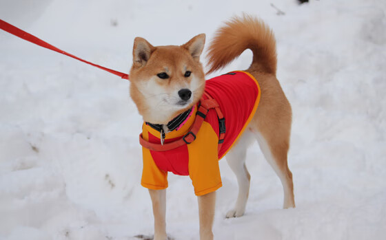 fb体育官网-赛季最热门“黑马”队伍：“不服输”的精神值得学习