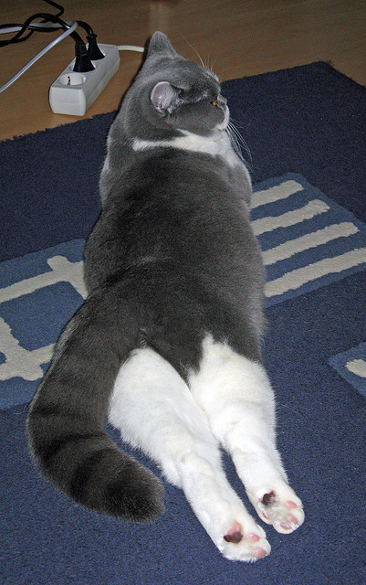 fb体育平台-魔术师般的技艺：欧洲足球顶尖个人表演赏析，欧洲足坛上的魔咒