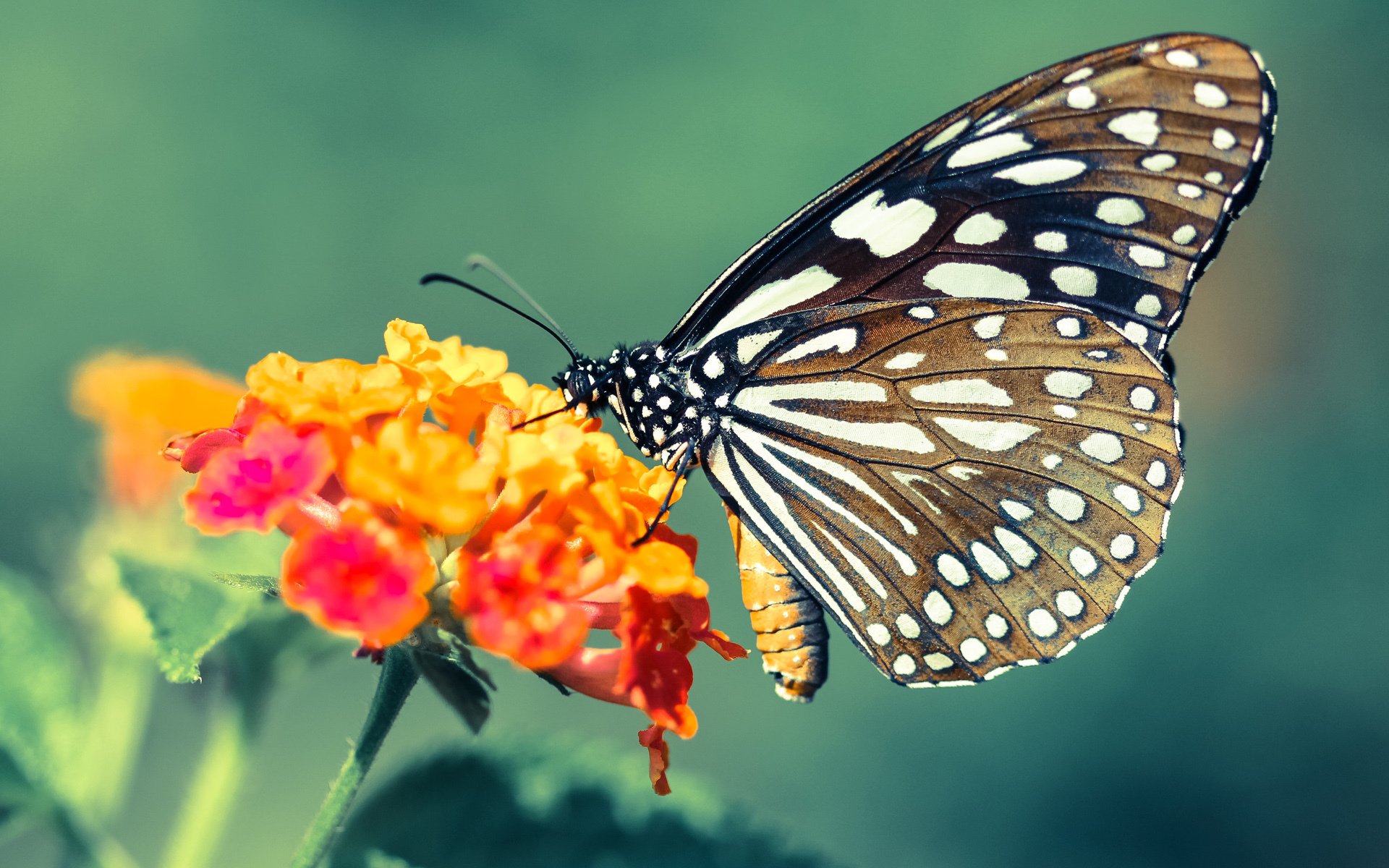 EDG战队战术布置引发热议,edg战队zet