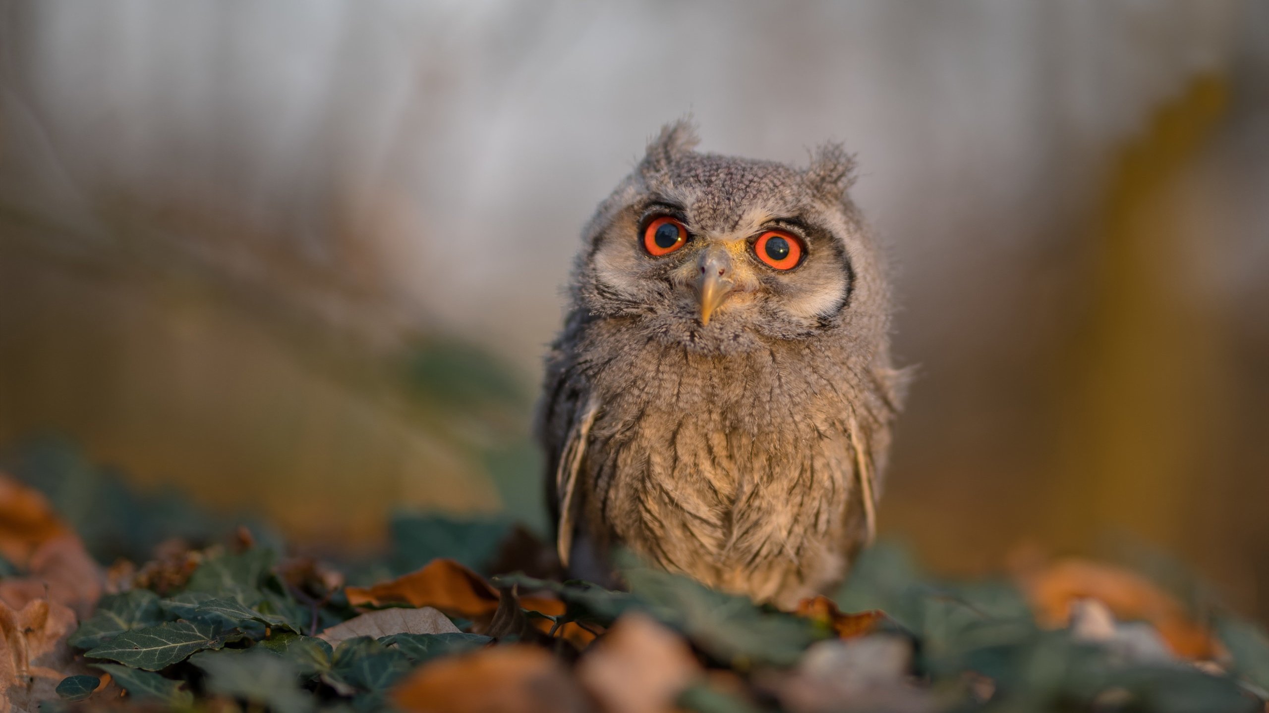 澳洲冠军争霸赛:强强对话定江山,澳洲10冠军定码