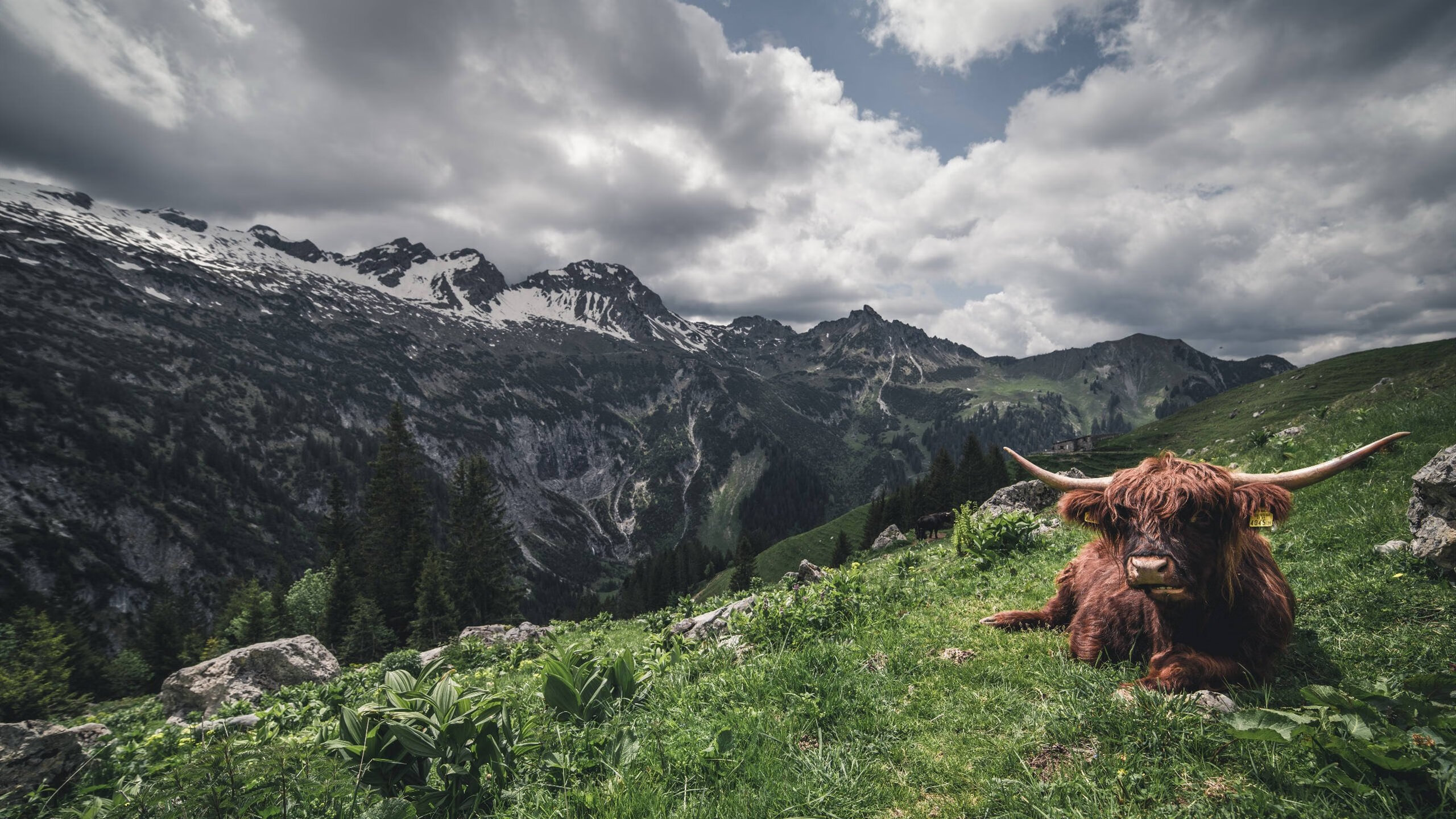 fb体育试玩-葡萄牙队全队发威，北爱尔兰队无奈落败,实力悬殊的比赛将胜负谜底下载到最后