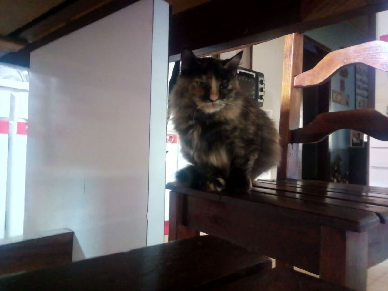 FB真人电子游戏-葡萄牙队因队员伤愈原价里斯本篮球队，葡萄牙体育里斯本竞技是一个队么_