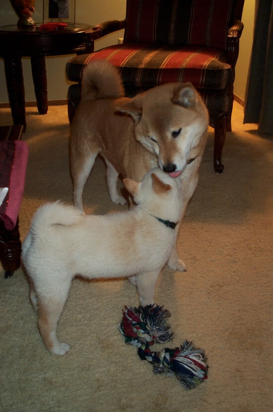 fb体育网页版-里尔球员格雷尔遭遇伤病，暂时告别场地，格里格尔