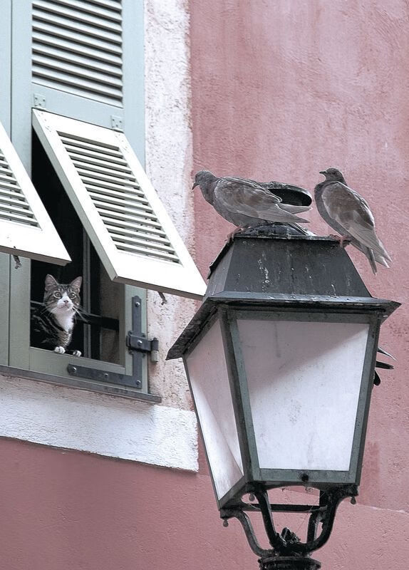 仰泳项目发挥稳定 获铜收官，仰泳示范