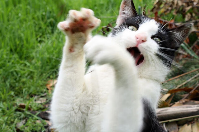 fb体育首页-海外联赛对比引发热议国内篮球需加强节奏感，海外打球的中国篮球