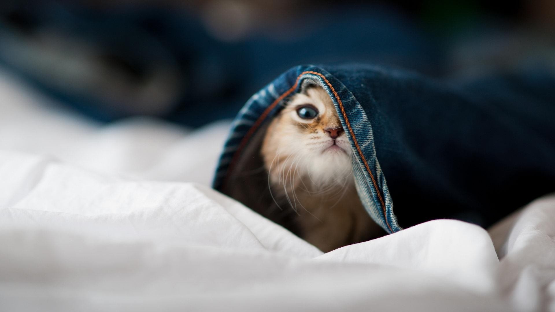 fb体育注册网址-“马科斯·莫奇的领导力与冷静判断，帮助阿根廷美洲狮队保持高水平竞技状态”