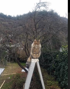 fb体育赛事平台-坦桑尼亚男篮在非洲锦标赛中夺冠，继续拓展篮球影响力